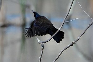 Grackle, Common, 2016-04306942 Broad Meadow Brook, MA